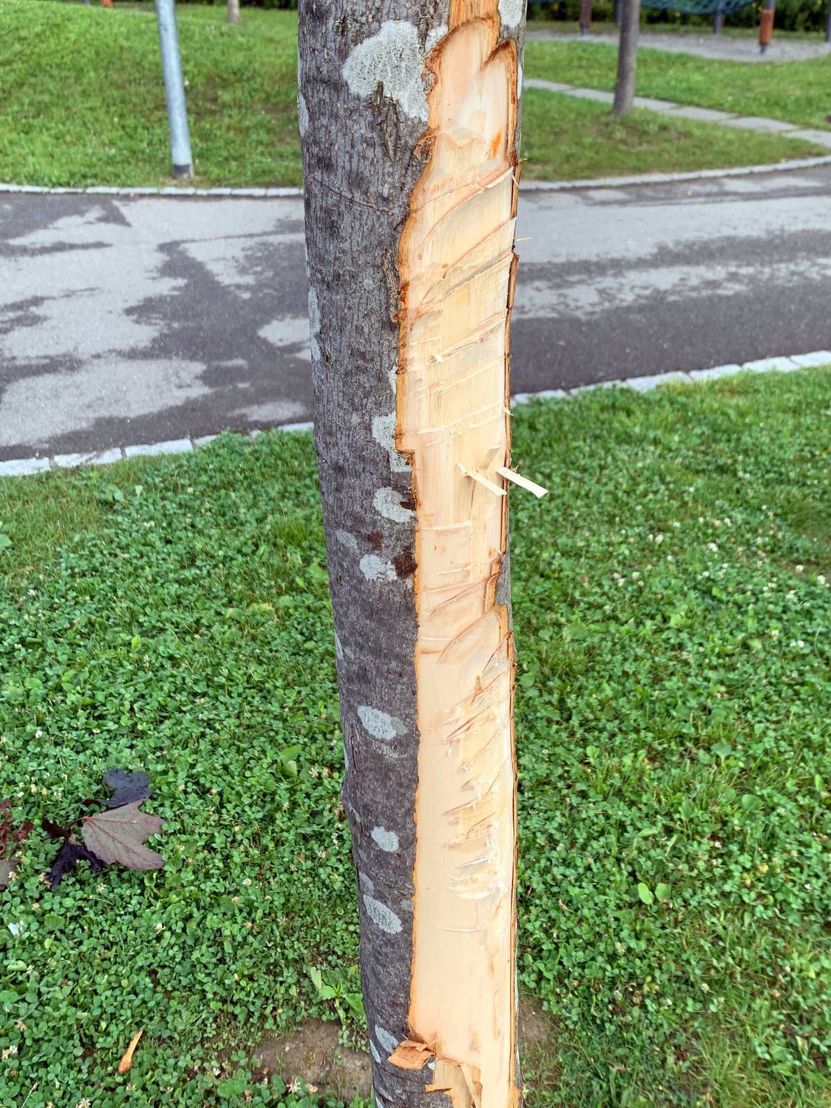 beschädigter Baum
